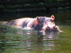 Hippo at Homosassa Springs Wildlife State Park